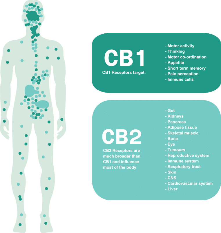 Was ist CBD oder Cannabidiol und wie wirkt es auf das Endocannabinoid System