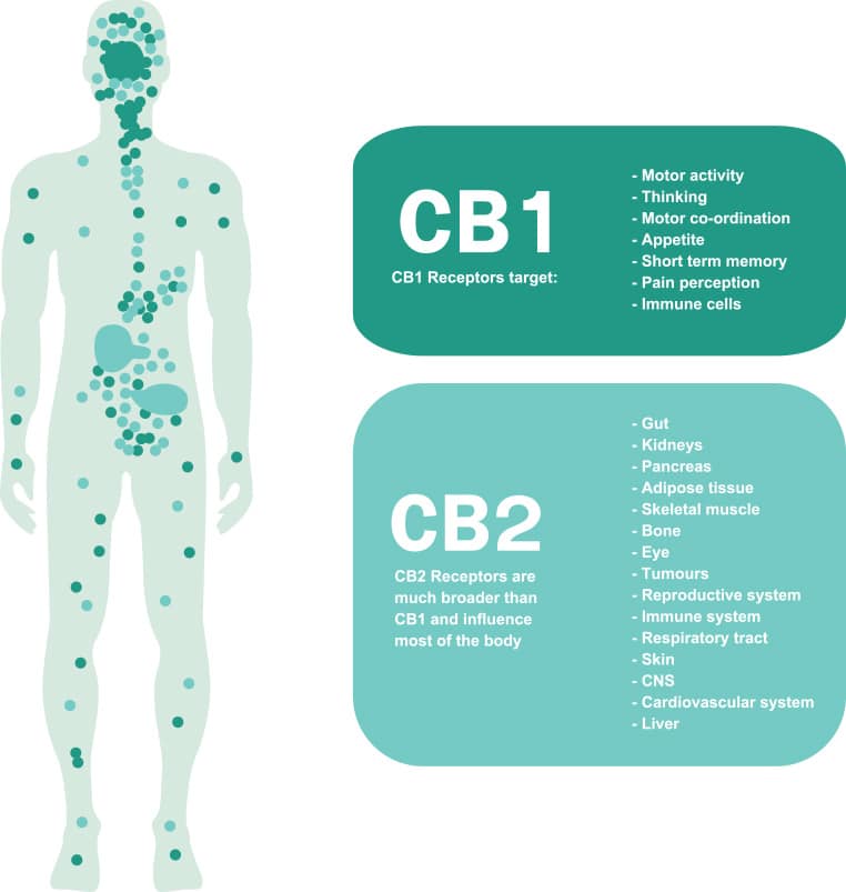 CBD Tropfen Terpene and the Entourage effect on your the Endocannabinoid System