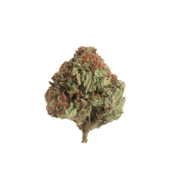 Slow Weed Fragolina • Mini Buds CBD Greenhouse 1