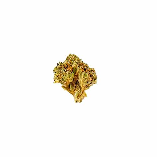 Slow Weed Schneewittchen Minibuds • Small CBD Buds Outdoor 1