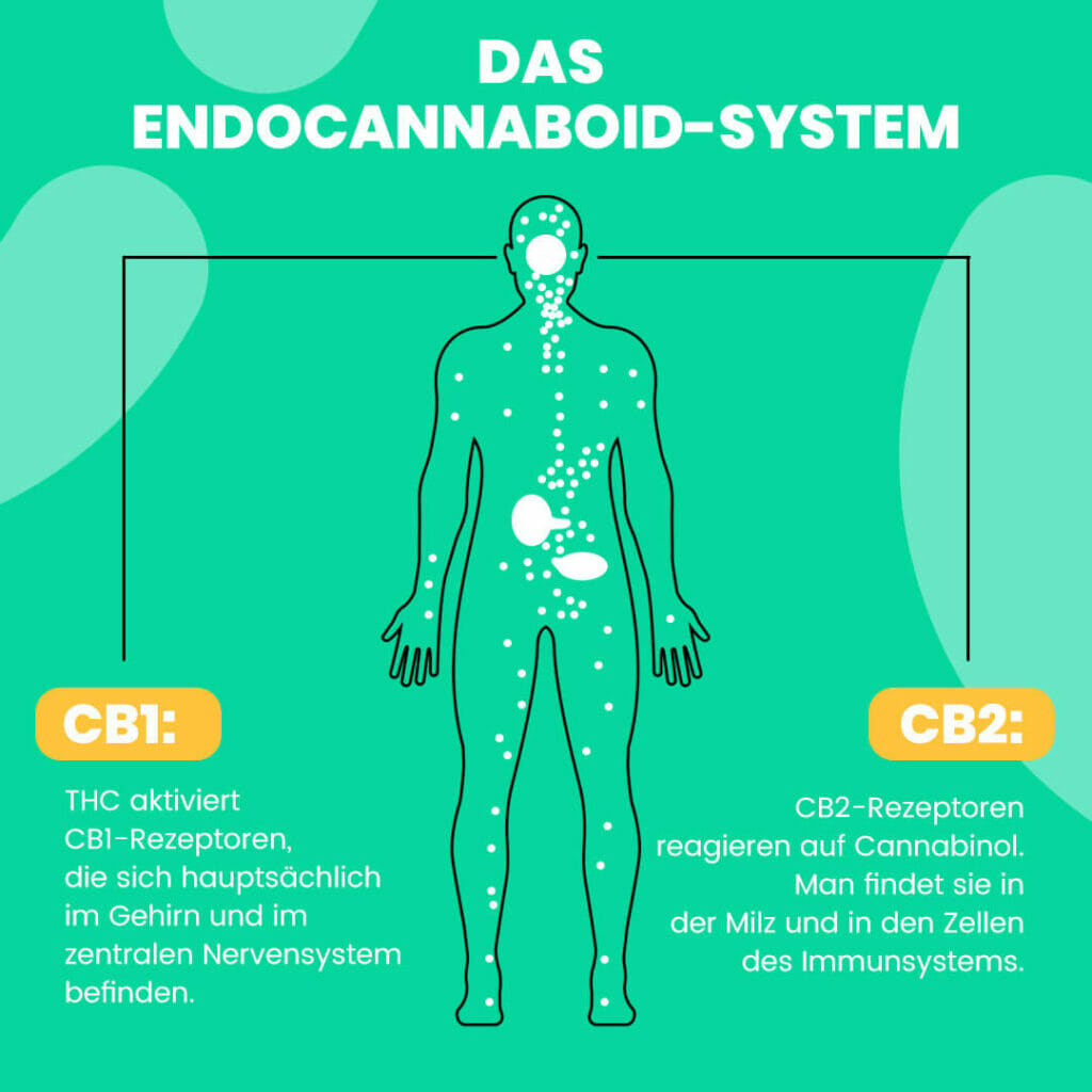 Eine Visualisierung des Endocannabinoid-Systems im menschlichen Körper
