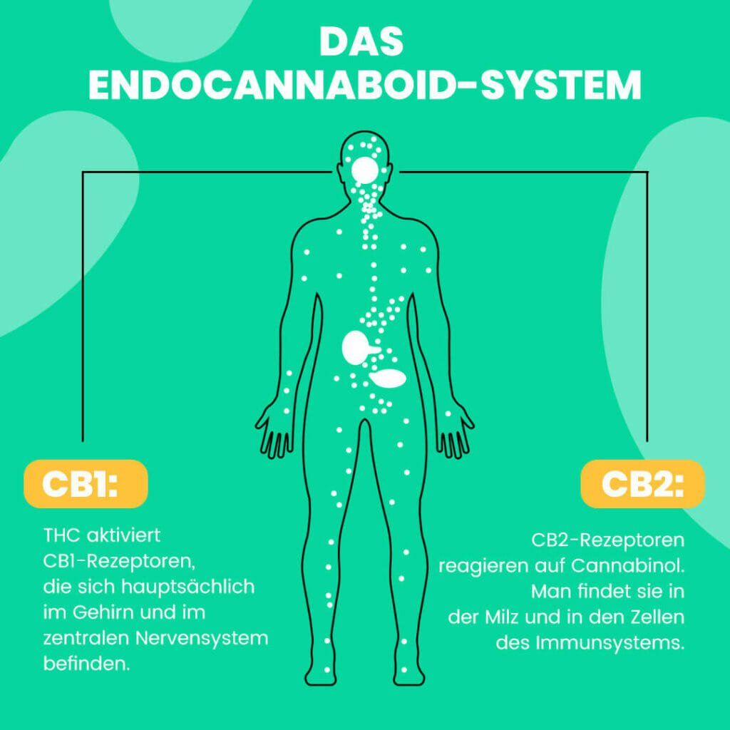 CBD Öl Wirkung auf dem Endocannabinoid System