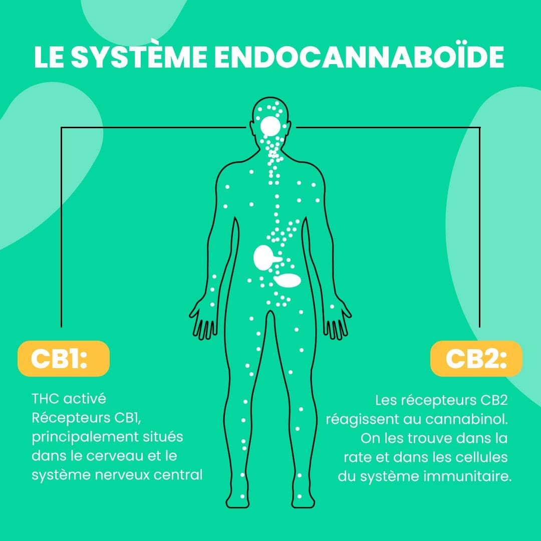 Effet de l'huile de CBD sur le système endocannabinoïde