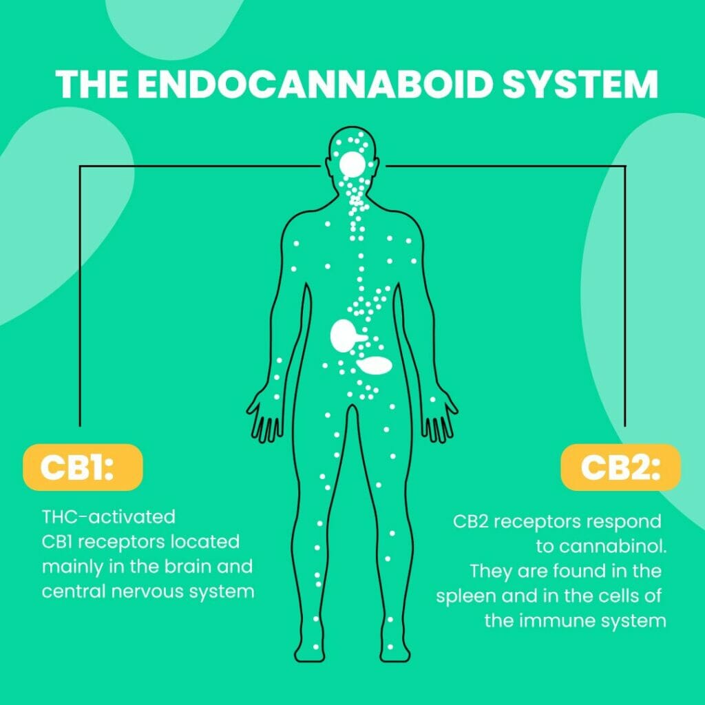 CBD Oil's Effect on the Endocannabinoid System
