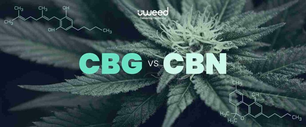Différences entre CBG vs. CBN