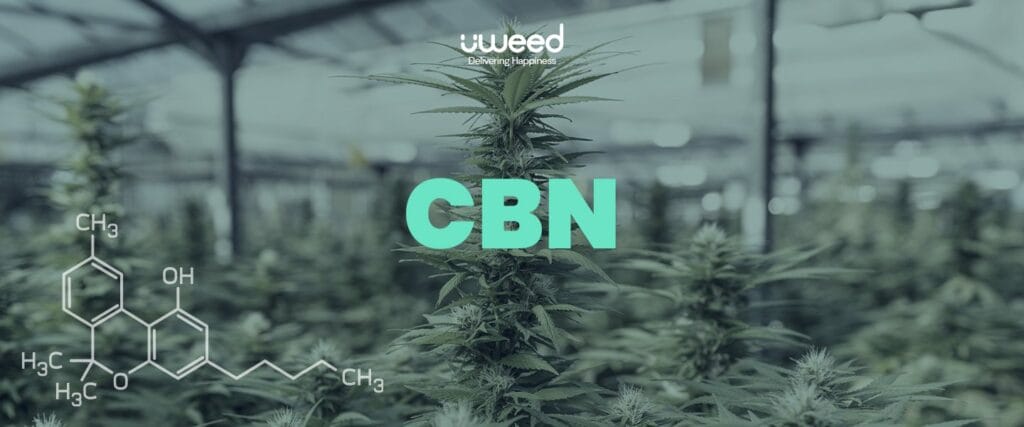 CBN: Definition, effects and applications of cannabinol