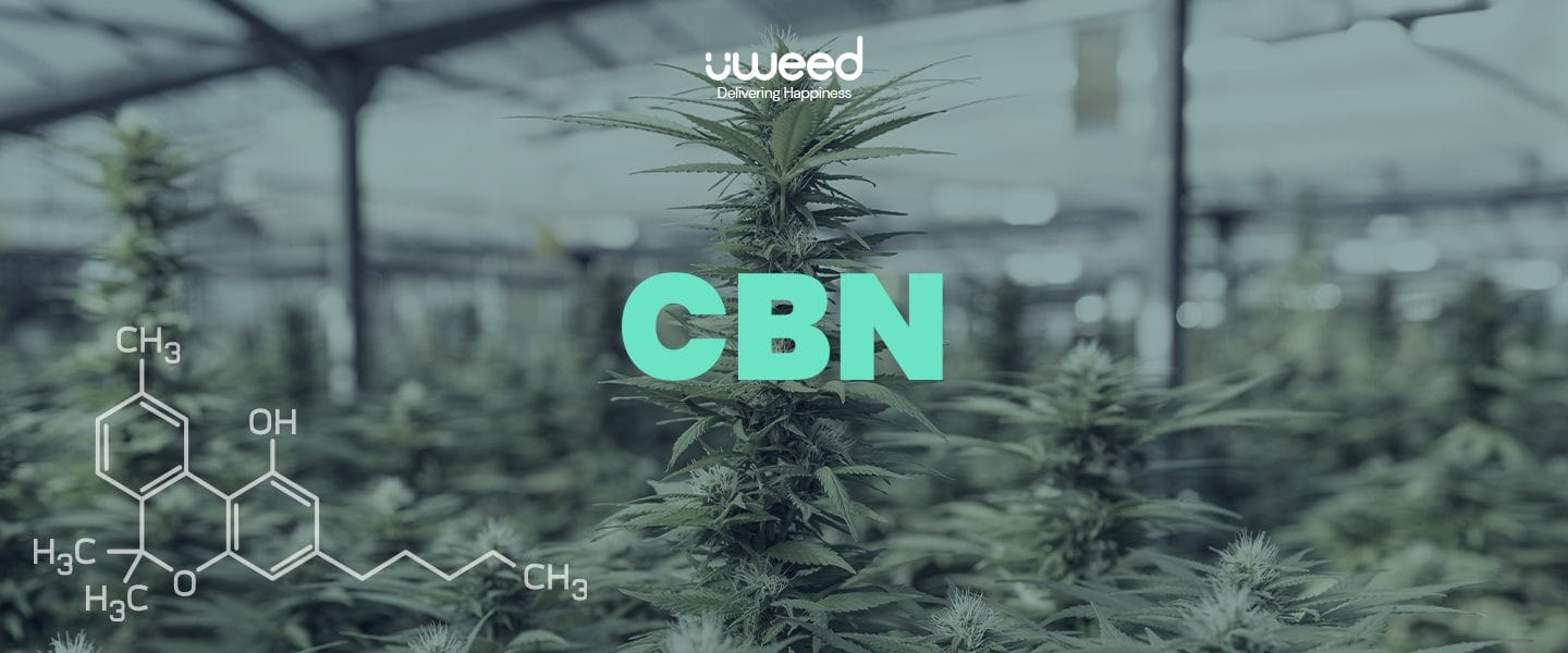 CBN: Definition, effects and applications of cannabinol