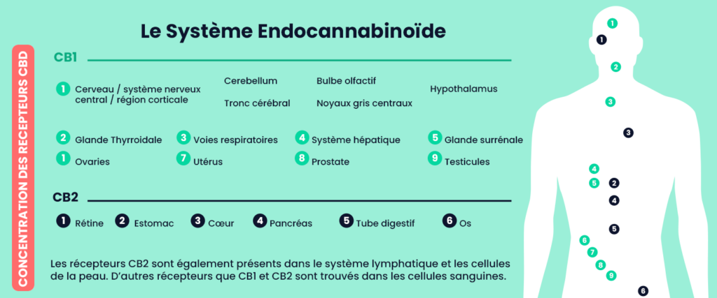 Les recepteurs CB1 et CB2 du systeme endocannabinoide et leurs effets sur le corps humain