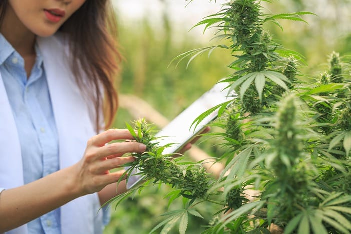 A woman analyzes a cannabis plant