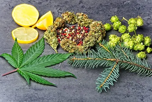 Cannabis leaf with various terpenes such as lemon, pine etc.