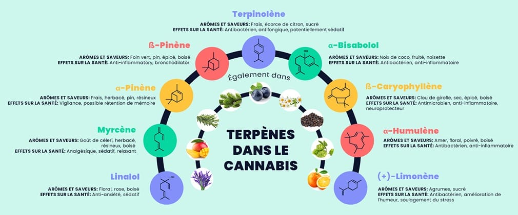 Un tableau classifiant les différents terpènes dans le cannabis