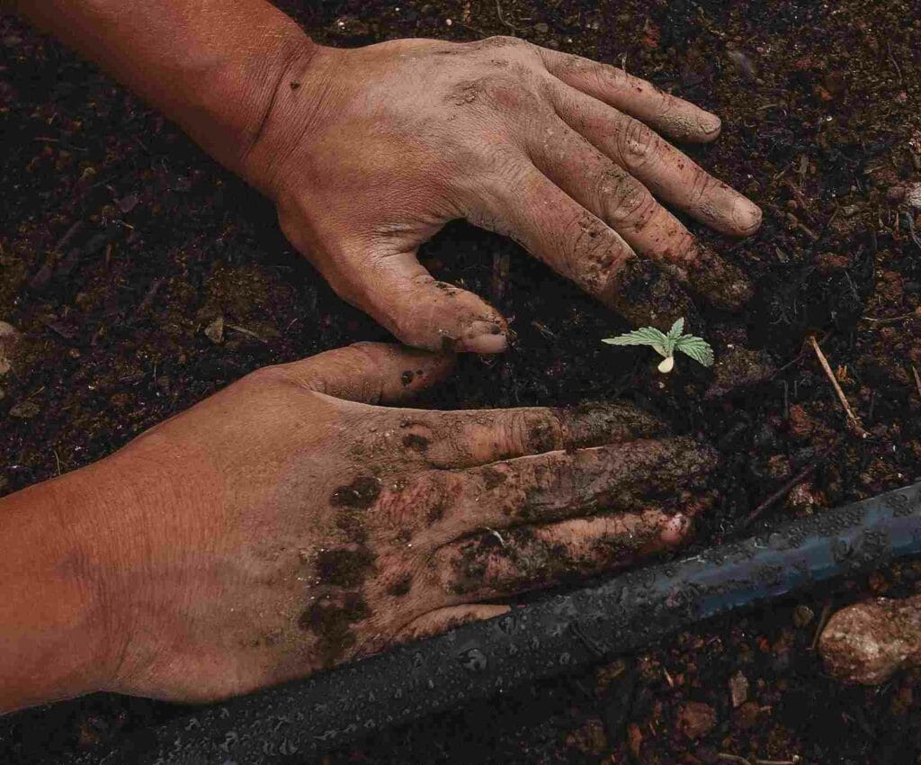 Two hands in the soil planting hemp