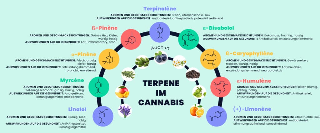 Eine Tabelle zur Klassifizierung der verschiedenen Terpene in Cannabis