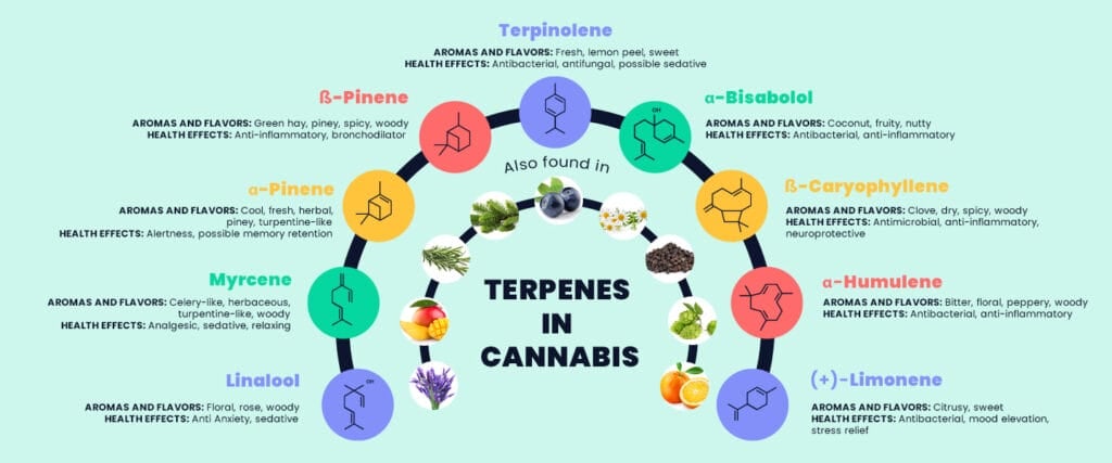 A table classifying the different terpenes in cannabis
