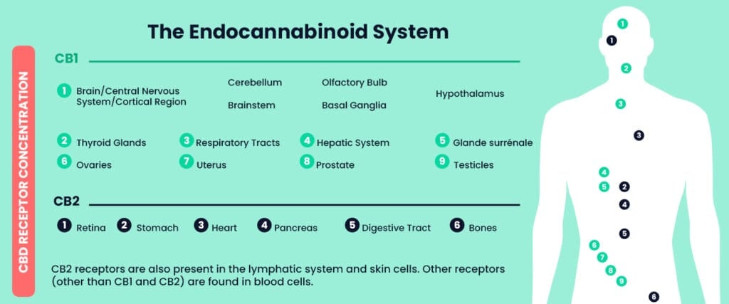The CB1 and CB2 receptors of the endocannabinoid system and their effects.