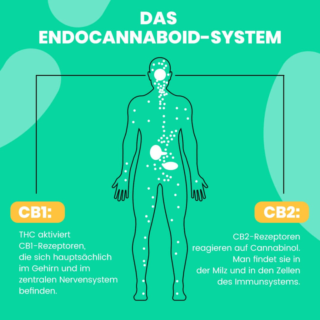 CBD Öl Wirkung auf dem Endocannabinoid System