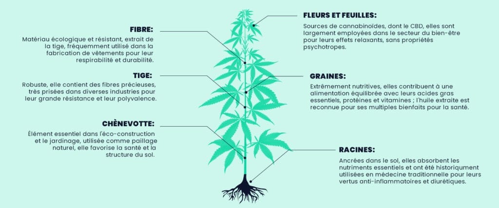 La compositon du chanvre sous forme graphique