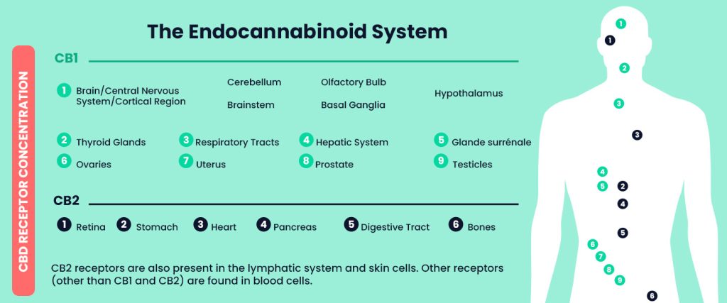 Illustration of the endocannabinoid system and its interaction with CBD.