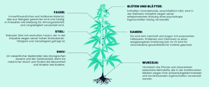 Hanfpflanze mit Beispielen für verschiedene Verwendungsmöglichkeiten von Hanf.