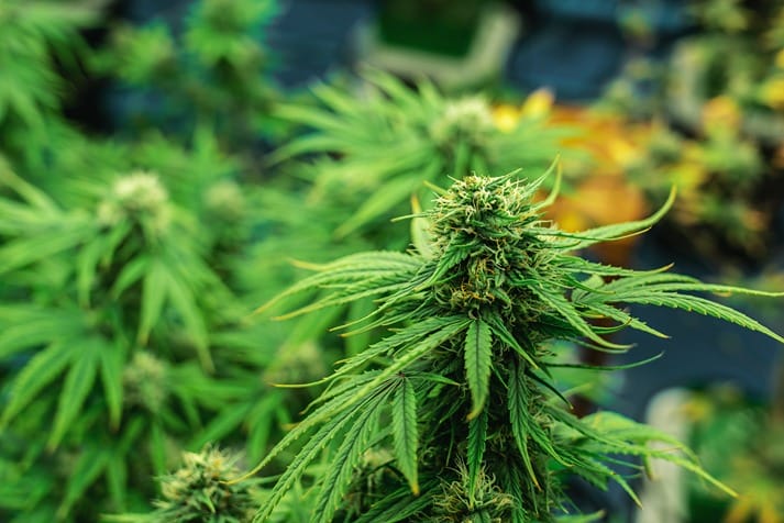 Nature at its purest: a cannabis plant, source of the precious Cannabidiol.
