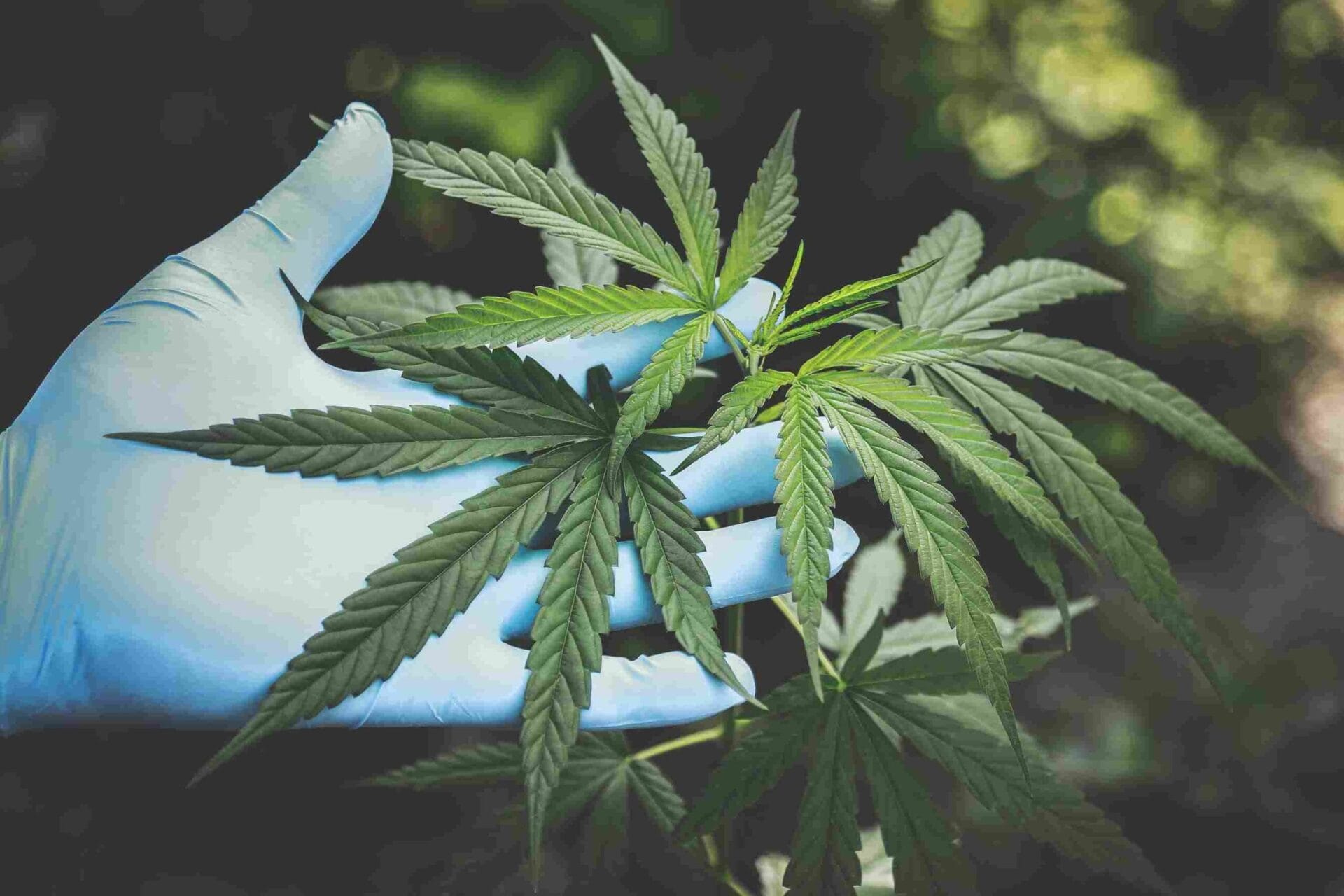 Mehrere Cannabisblätter in einer Hand