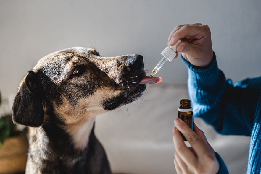CBD oil for pets.