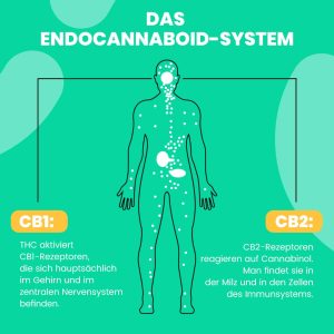 Illustration montrant l’effet possible de l’huile de CBD sur le système endocannabinoïde.