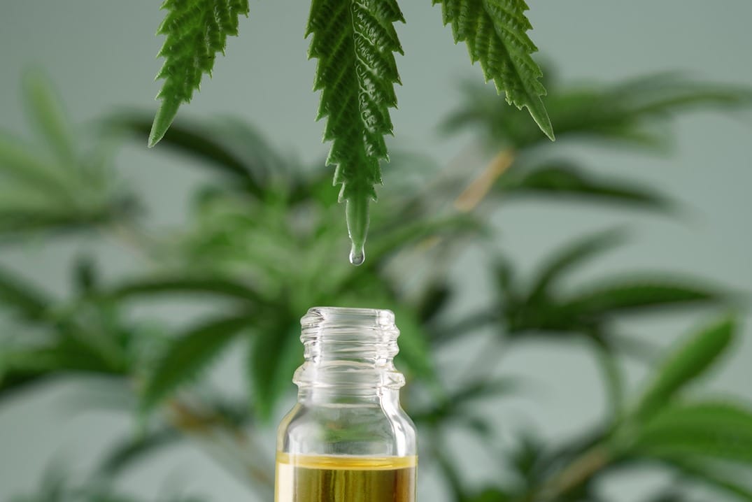 Illustration de l’extraction du CBD à partir du chanvre.