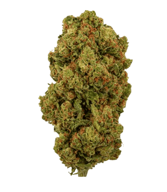 Green Passion Amnesia Haze CBD Blüten Indoor – Bild 2