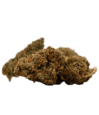 Herba di Berna Cannaqueen Fleurs de CBD Indoor – photo 3
