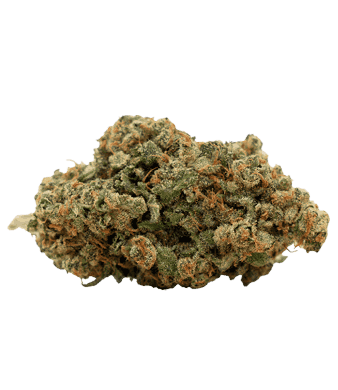 Harlequin CBD Flowers Indoor