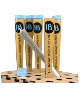 Herba di Berna Harlequin Trim Pre-Roll CBD Joint Indoor 1