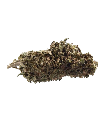 Herba di Berna Orangello Fleurs de CBD Outdoor – photo 2