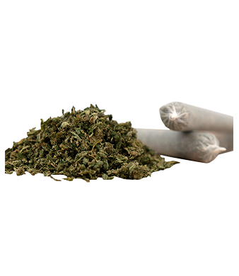 Herba di Berna V1 + Harlequin Trim Pre-Rolls Joints CBD Indoor – photo 2