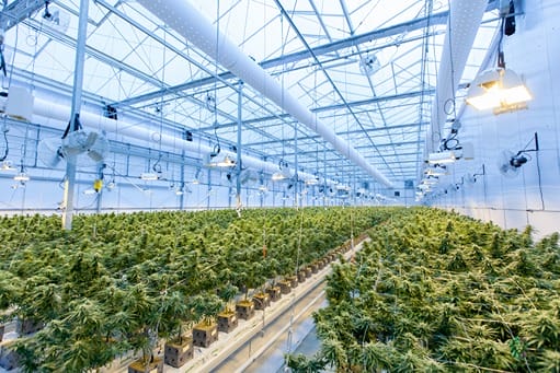 Indoor cannabis plants.