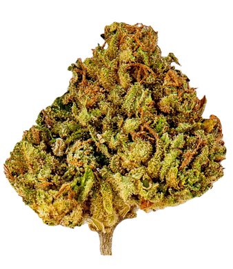Slow Weed Durban Poison CBD Blüten Greenhouse – Bild 2