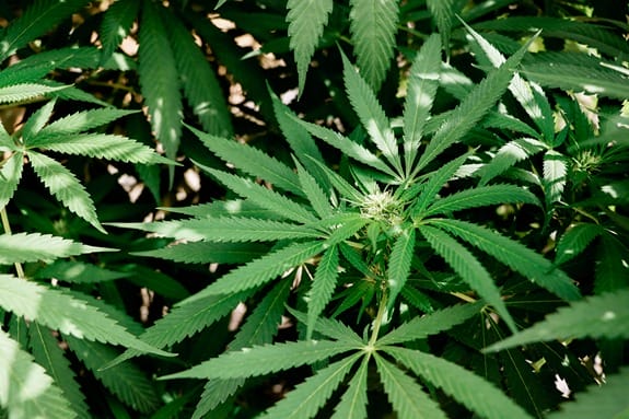 Sunlit cannabis plants