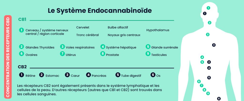 Illustration du système endocannabinoïde et de son interaction avec le CBD.