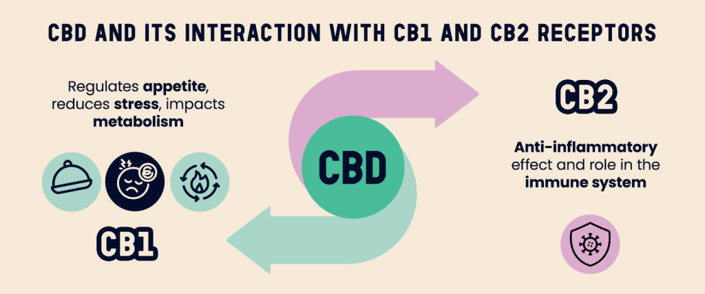 Infographic illustrating the interaction of CBD with CB1 and CB2 receptors