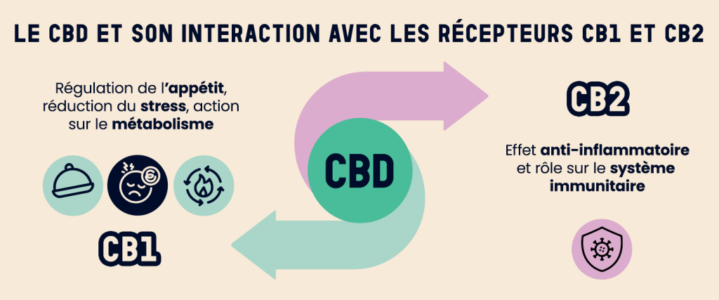 Infographie illustrant l’interaction du CBD avec les récepteurs CB1 et CB2