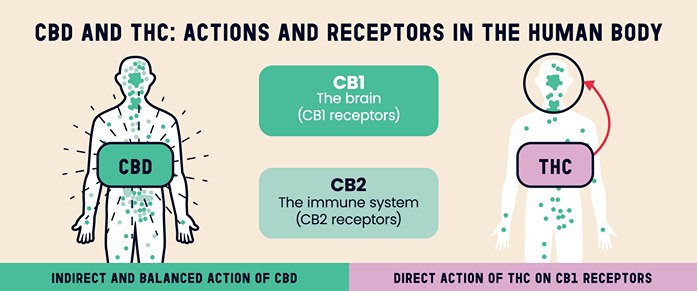 Infographic showing how CBD and THC interact with the endocannabinoid system