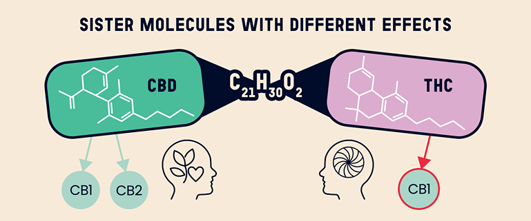 Infographic comparing CBD and THC, two molecules with the same chemical formula (C₂₁H₃₀O₂) but different effects