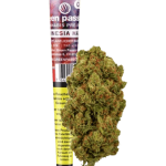 Green Passion Amnesia Haze Pre-Rolled CBD Joint Indoor