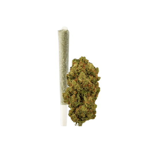 Green Passion Amnesia Haze Vorgedrehter CBD-Joint Indoor – Bild 2