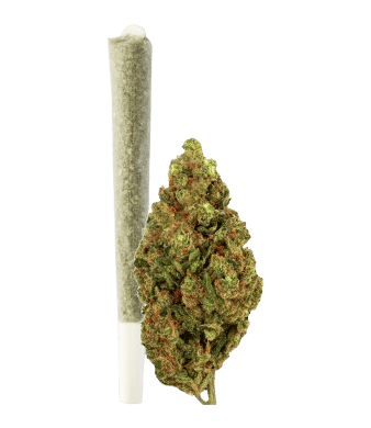 Green Passion Passion Kush Joint CBD Pré-Roulé Indoor – photo 2