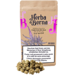 Herba di Berna Purple Punch Minibuds Small CBD Buds Indoor