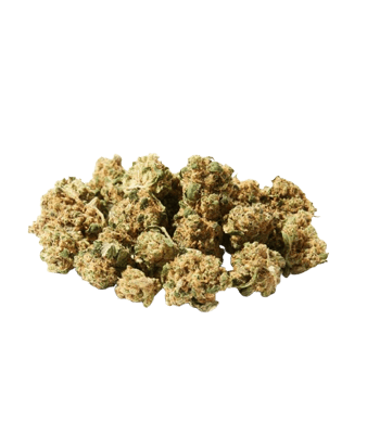 Herba di Berna Purple Punch Minibuds CBD Small Buds Indoor – image 2