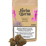 Herba di Berna Purple Punch CBD Blüten Indoor