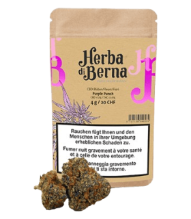 Herba di Berna Purple Punch CBD Flower Indoor 1