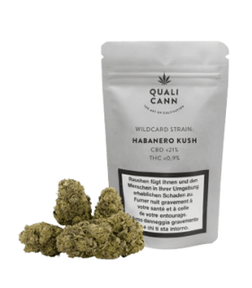 Qualicann Habanero Kush CBD Flower Indoor 1